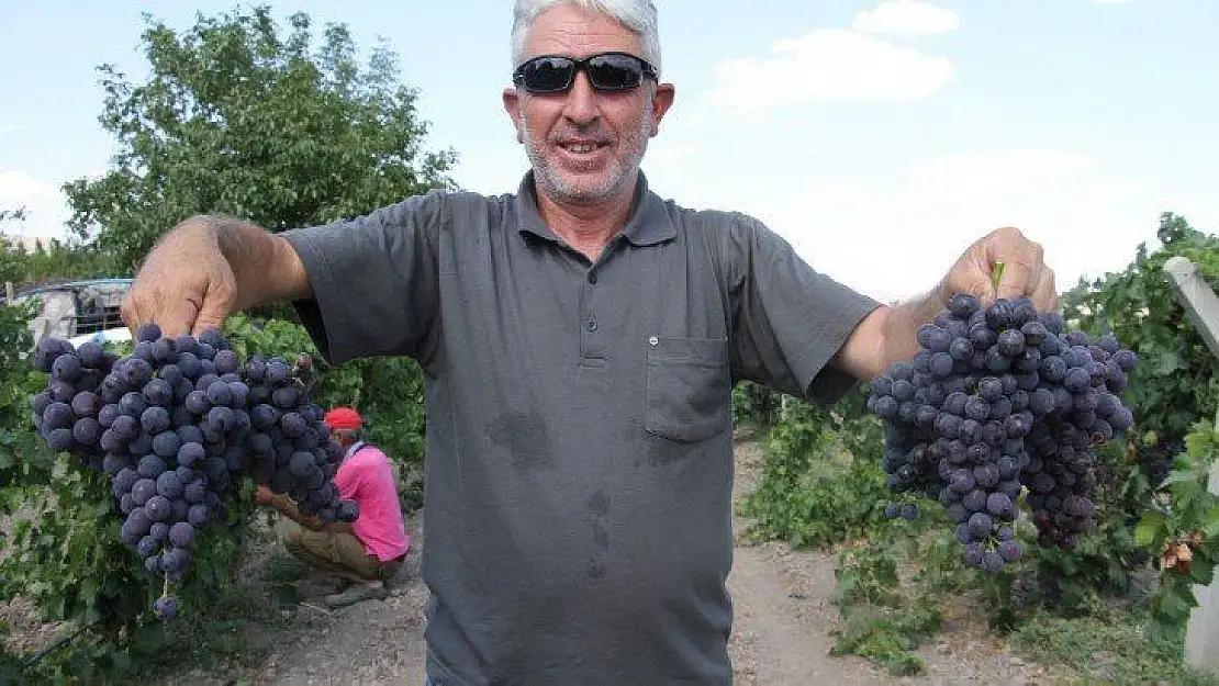 Elazığ'da erkenci üzüm hasadı