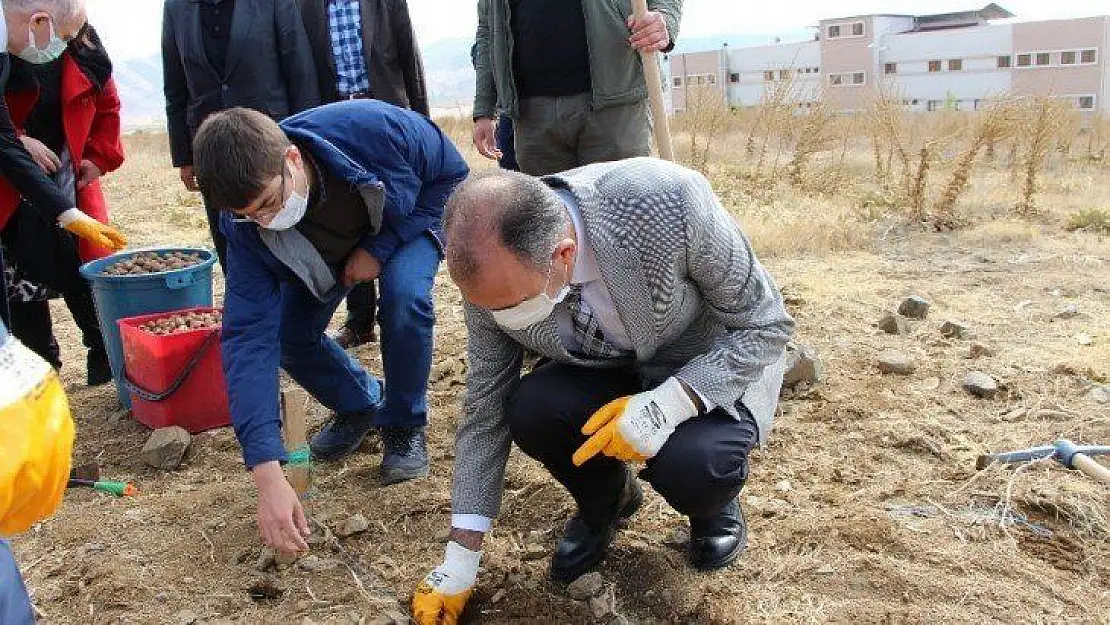 FÜ Fidan Üretim Merkezi'nde cevizler toprakla buluştu