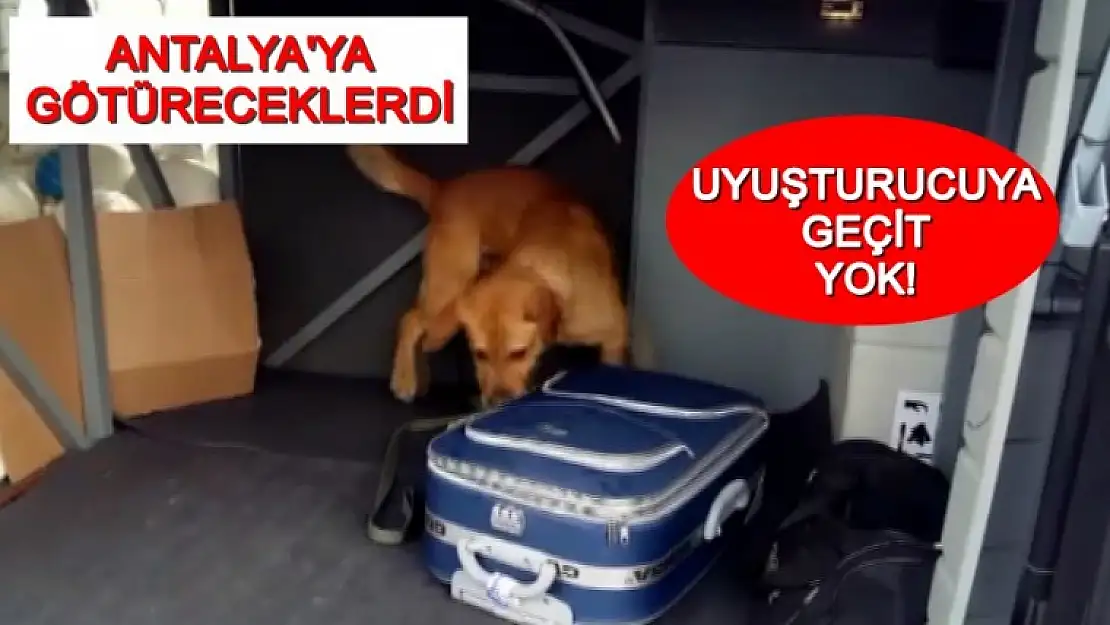 15 Kilo Esrar Yakalandı