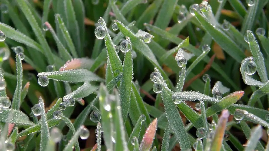 Meteorolojiden Zirai Don Uyarısı