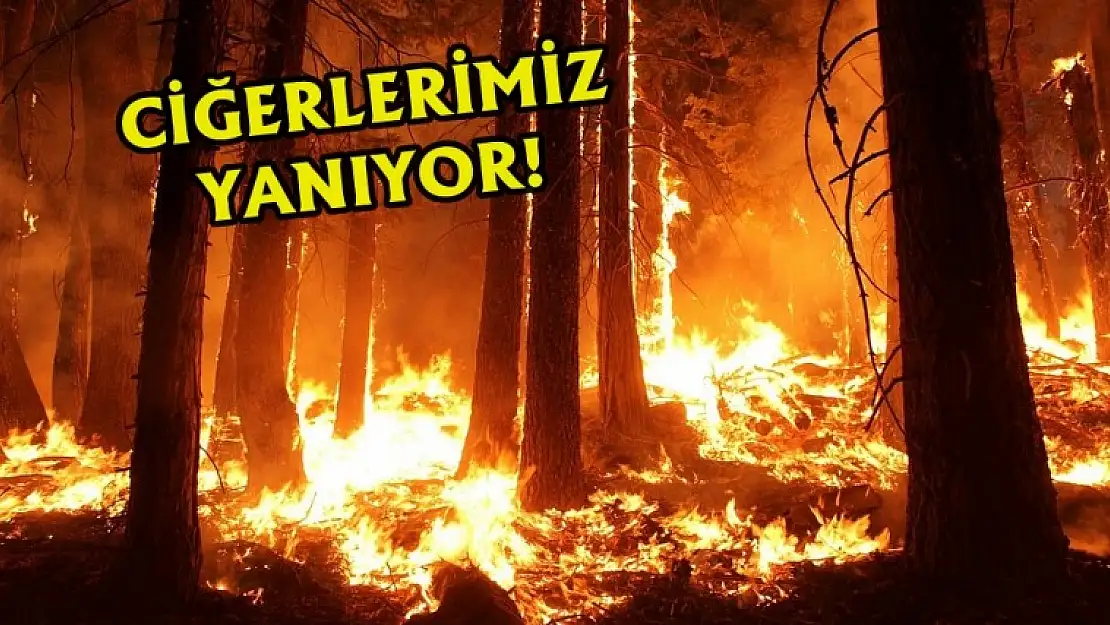 500 Hektarın Üzerinde Alan Zarar Gördü
