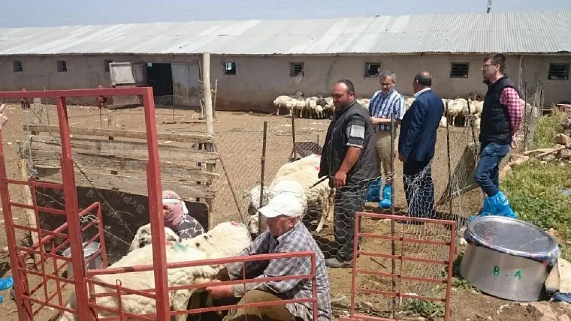 Ayhan : Elazığ'ın Hayvancılıkta İyi Bir Potansiyeli Var