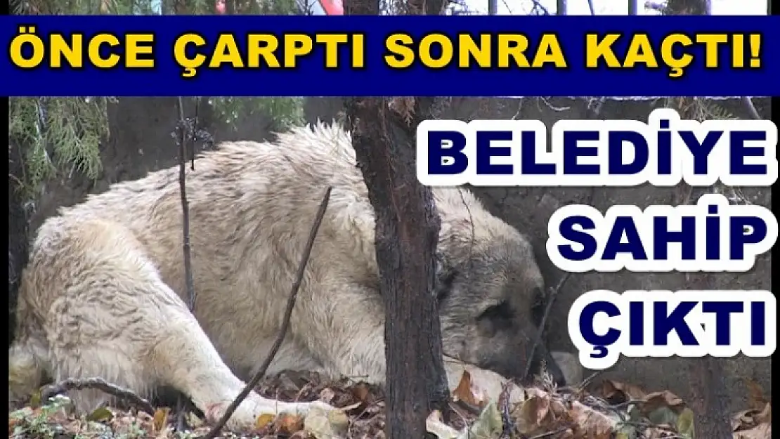 Önce Çarptı Sonra Kaçtı
