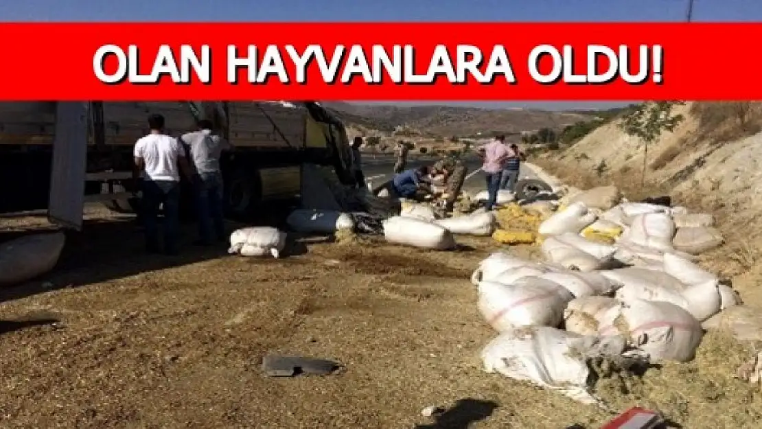 Hayvanlar Telef Oldu