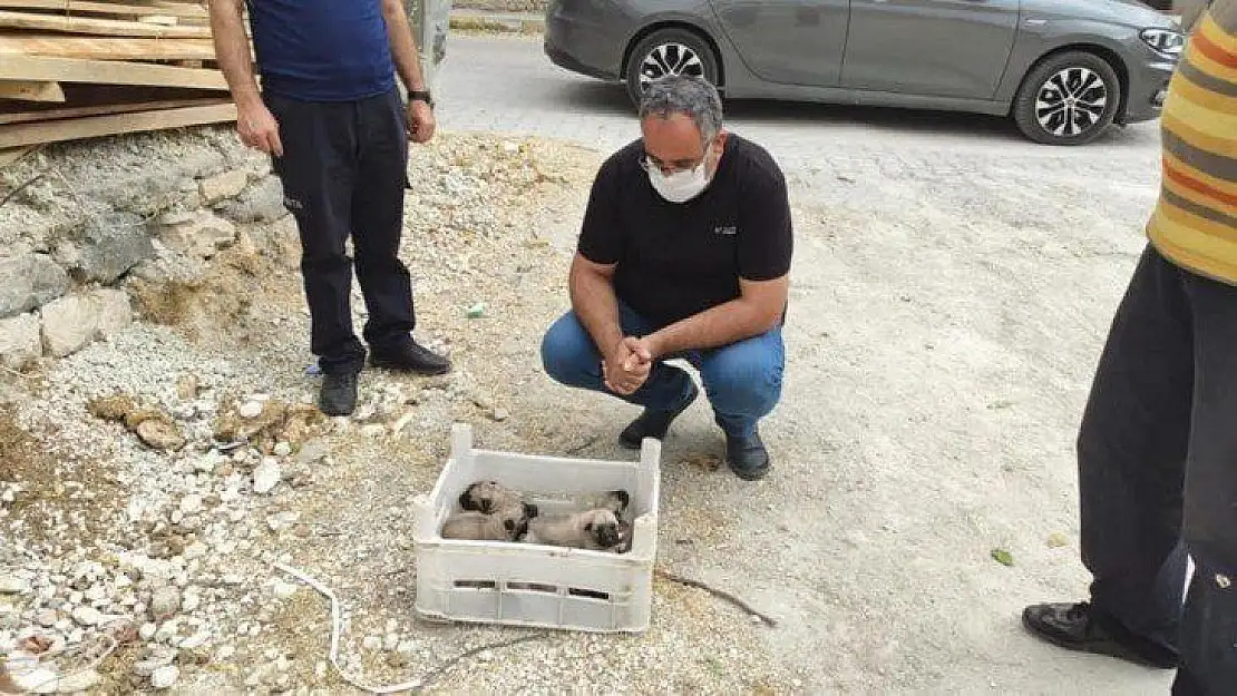 Gözleri açılmamış yavru köpekler, kasa ile ölüme terk edildi