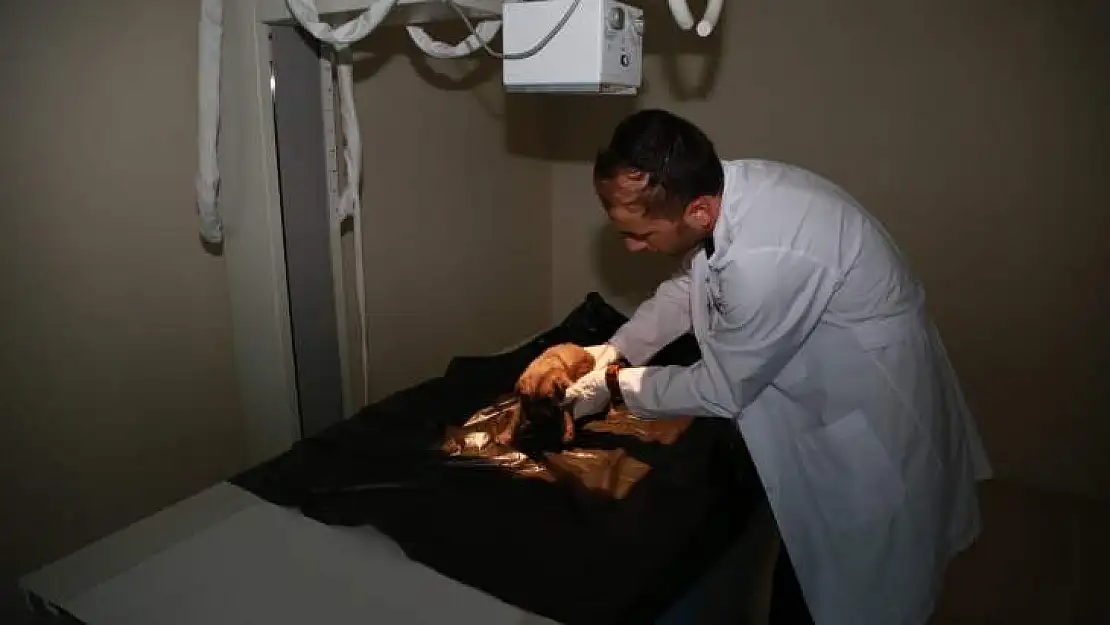 Yavru Köpeklerin Tedavileri Yapıldı