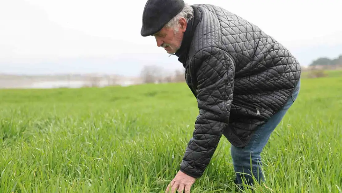 İlkbahar yağışları çiftçilerin yüzünü güldürdü