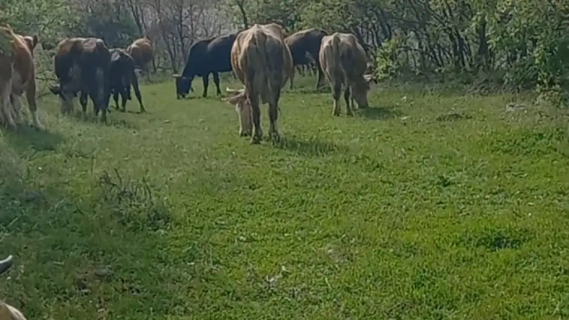 İneklerini otlatırken yılan soktu, hastaneye kaldırıldı