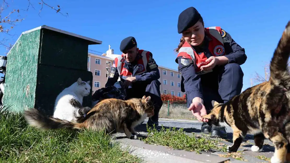 Jandarmadan, sokak hayvanlarına şefkat eli