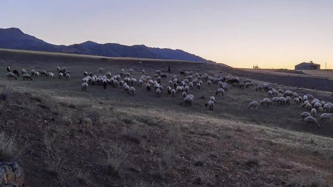 Kayıp sürü, jandarma tarafından drone ile bulundu