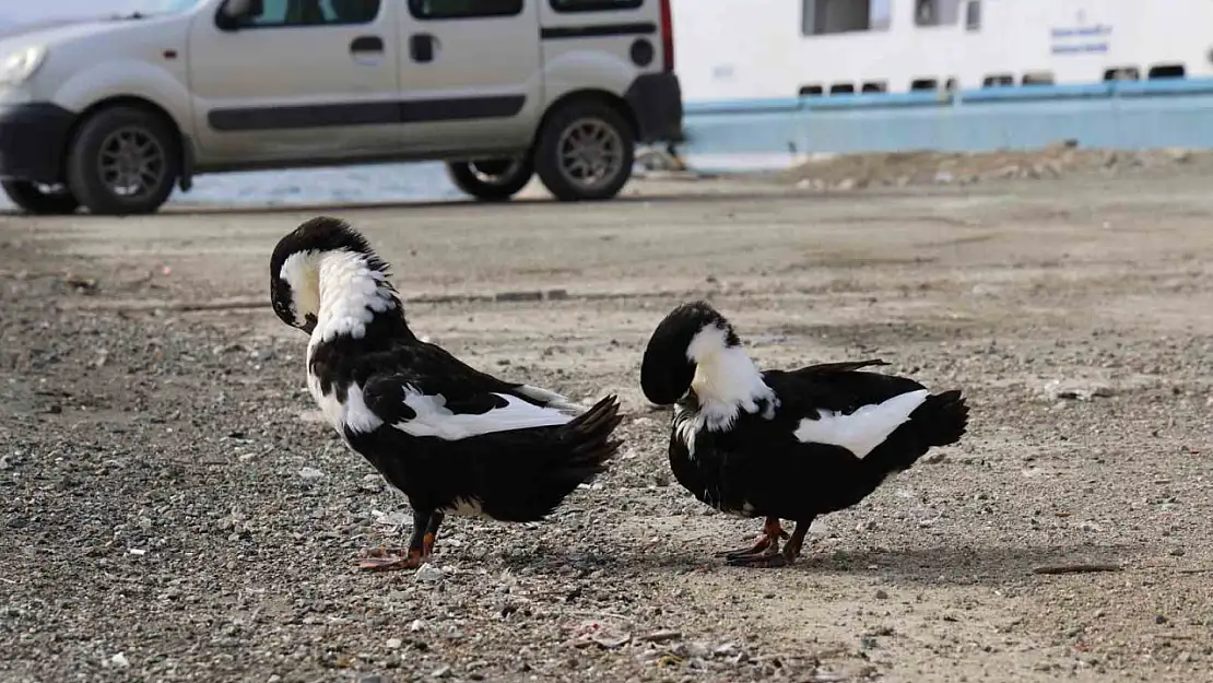 Keban Baraj Gölü zengin fauna çeşitliliği ile dikkat çekiyor