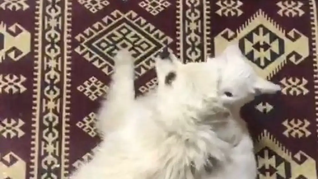 Kedi ile köpeğin şaşırtan dostluğu