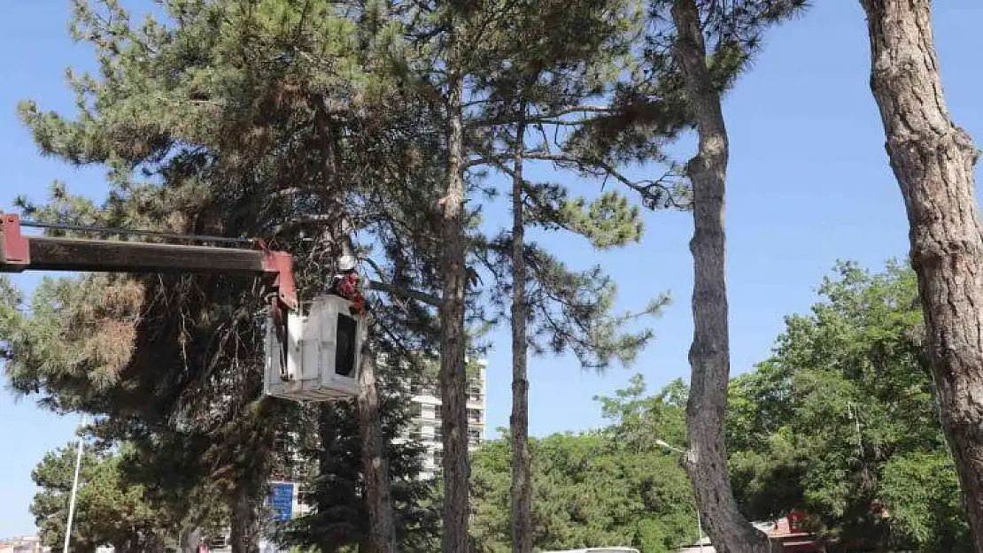 Kent Meydanı sahasındaki ağaçlar taşınacak