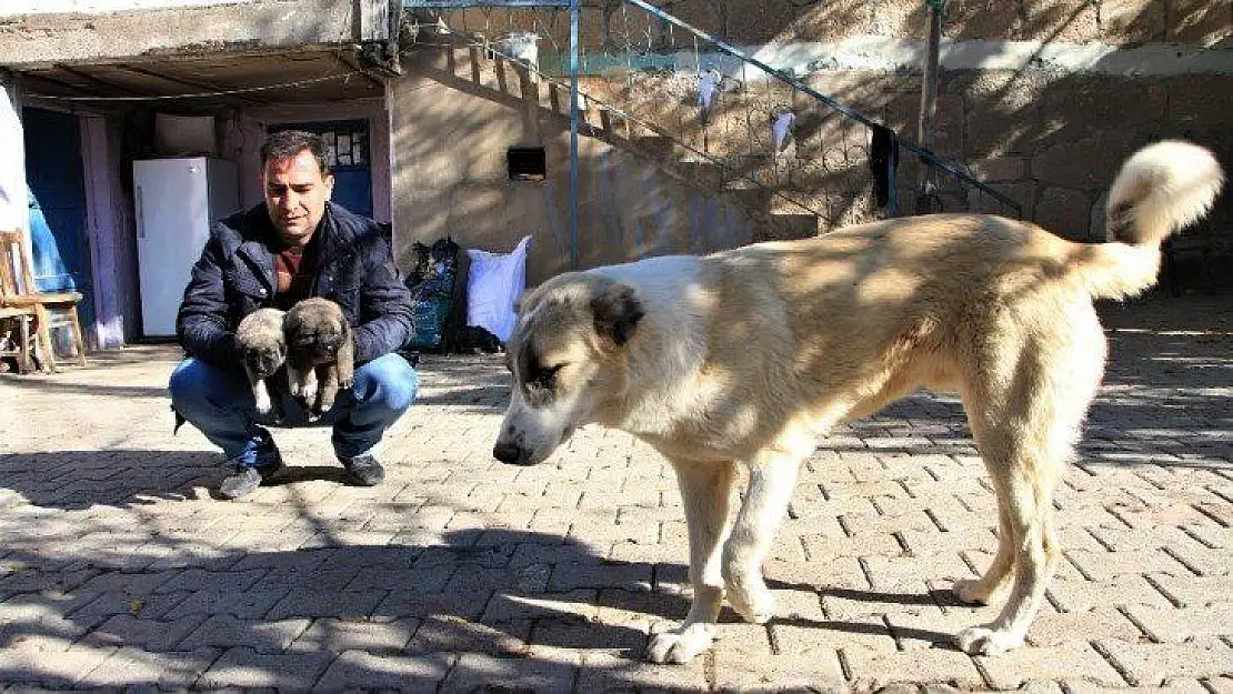 Kış geldi 850 hanelik köy 50'ye düştü, sokak hayvanları muhtara kaldı