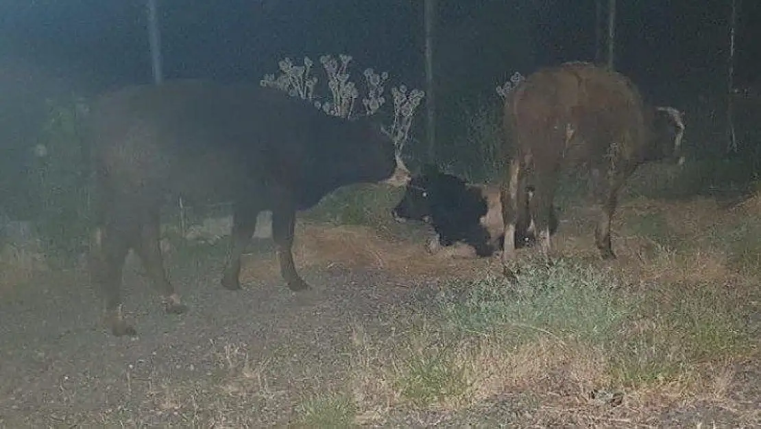 Koku gelince ortaya çıktı, kayıp hayvanlar 11 gün sonra halı sahada bulundu 1'i telef oldu