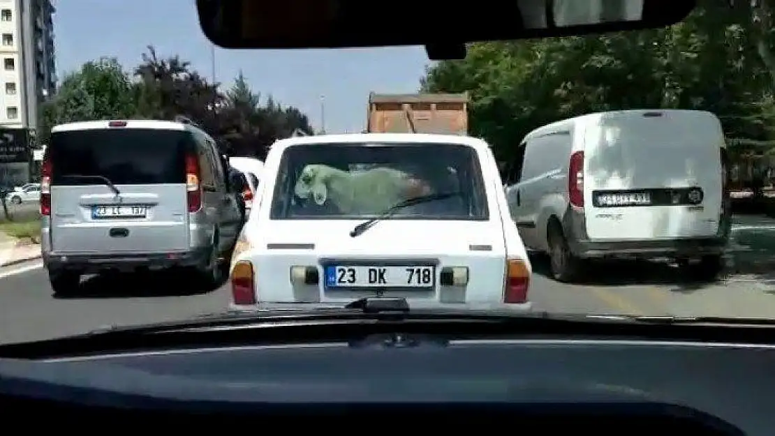 Kurbanlık koyunu otomobilin bagajında böyle taşıdı