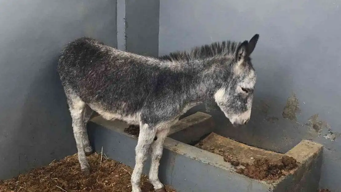 Sıpa sağlığına kavuştuğu hayvan hastanesinin maskotu haline geldi