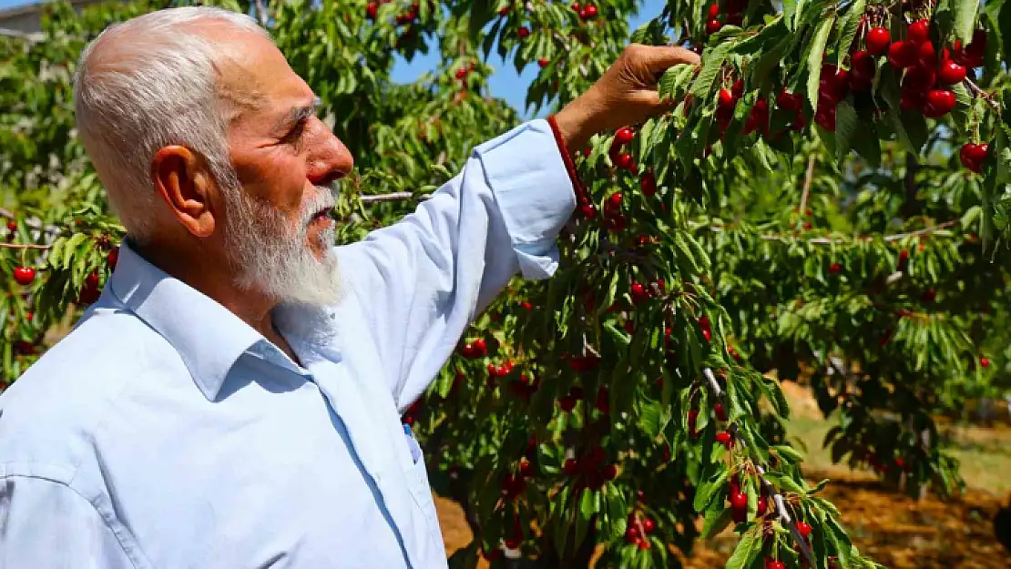 Medeniyetler beşiği 5 bin yıllık Harput'ta erken kiraz hasadı