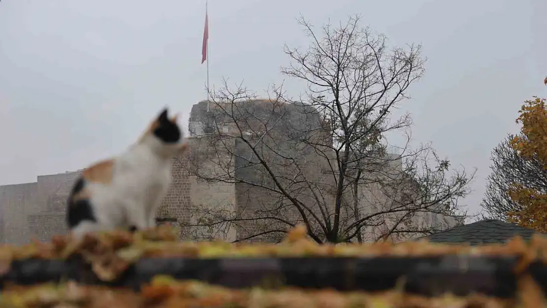 Medeniyetler beşiği Harput'ta 'kedili' manzaralar