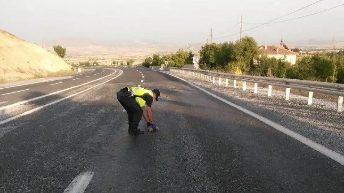 Mehmetçik'ten kaplumbağa duyarlılığı...