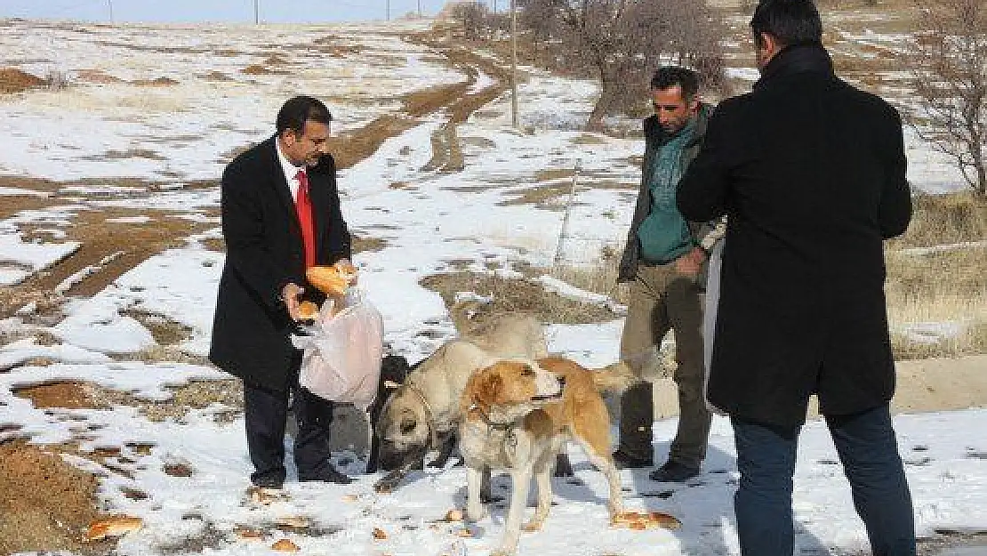 Belediye Hayvanları Unutmadı