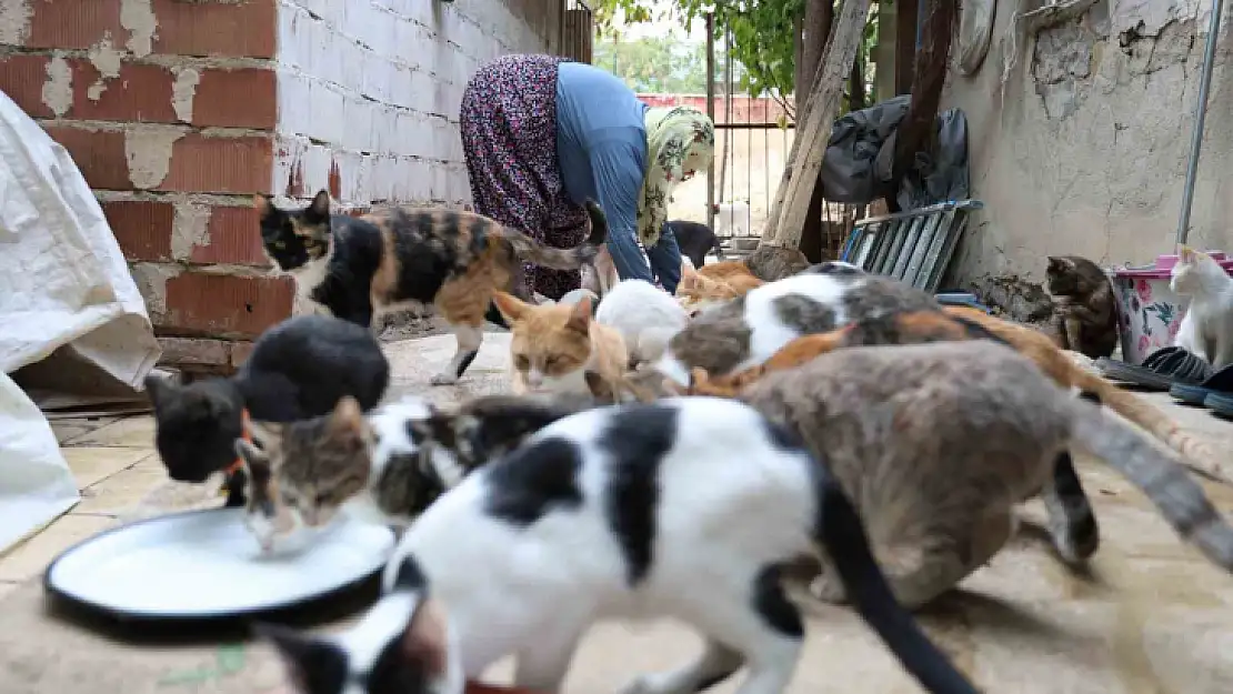 Ömrünü kedilere adadı: 11 yıldır 70 kediye bakıyor