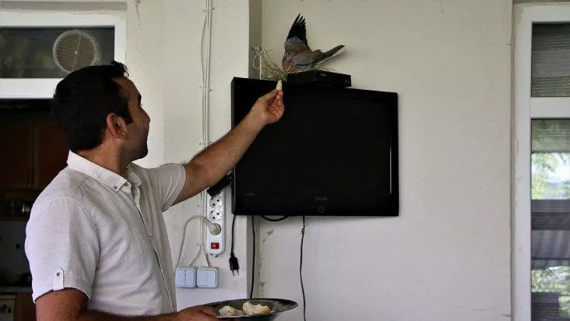 Sağlık çalışanı, televizyonun üstüne yuva yapıp yumurtlayan kumruya gözü gibi bakıyor