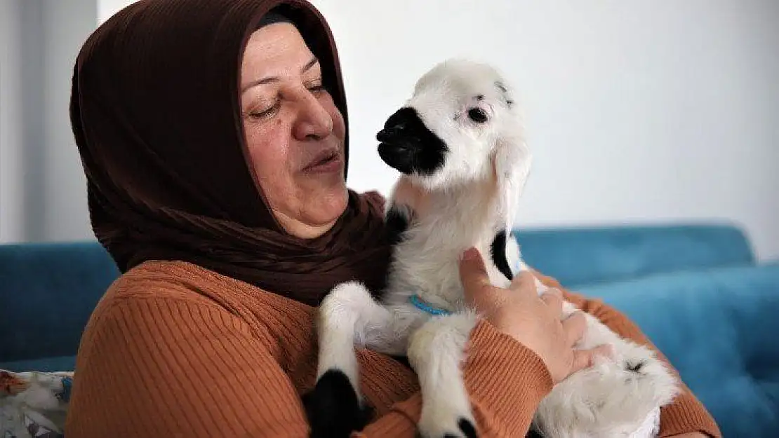 Sahiplendiği Kuzu, Hem Evinin Neşesi, Hem de Terapisi Oldu