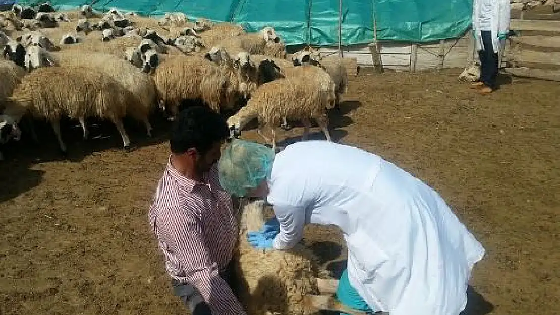 Şavak Koyunu Markalaşma Yolunda