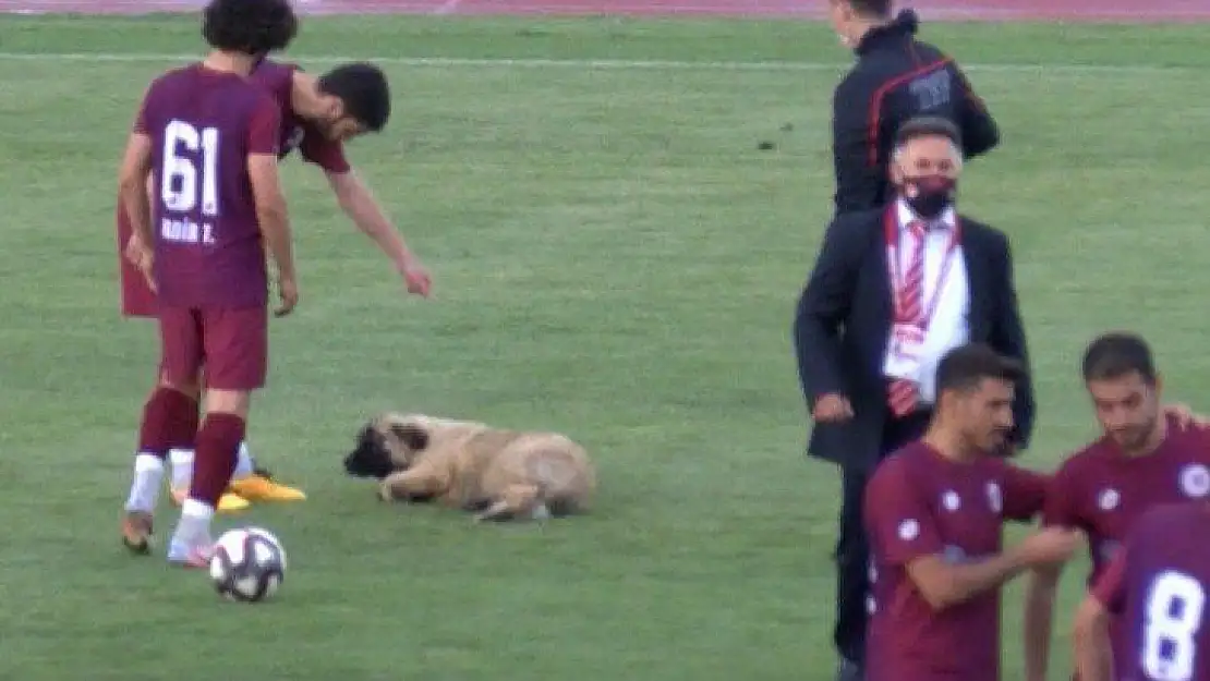 Sevimli köpek önce futbolcularla antrenman yaptı sonra sahadan çıkmadı