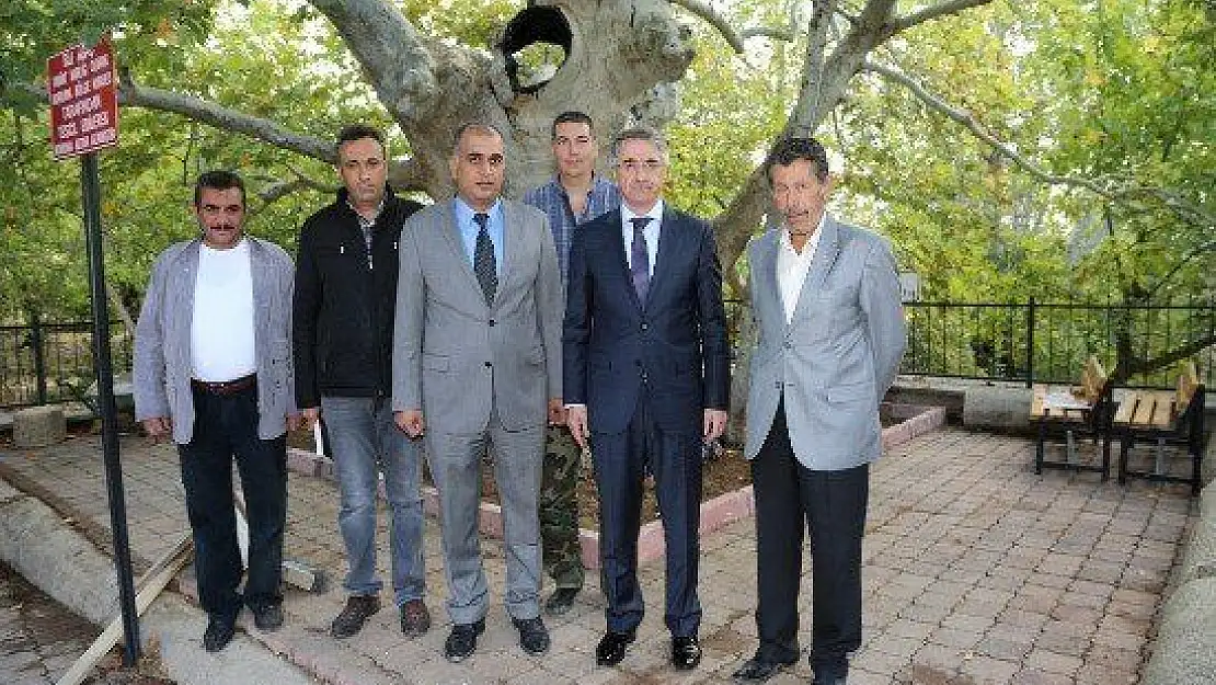 Tarihi Çınara Belediye Sahip Çıktı