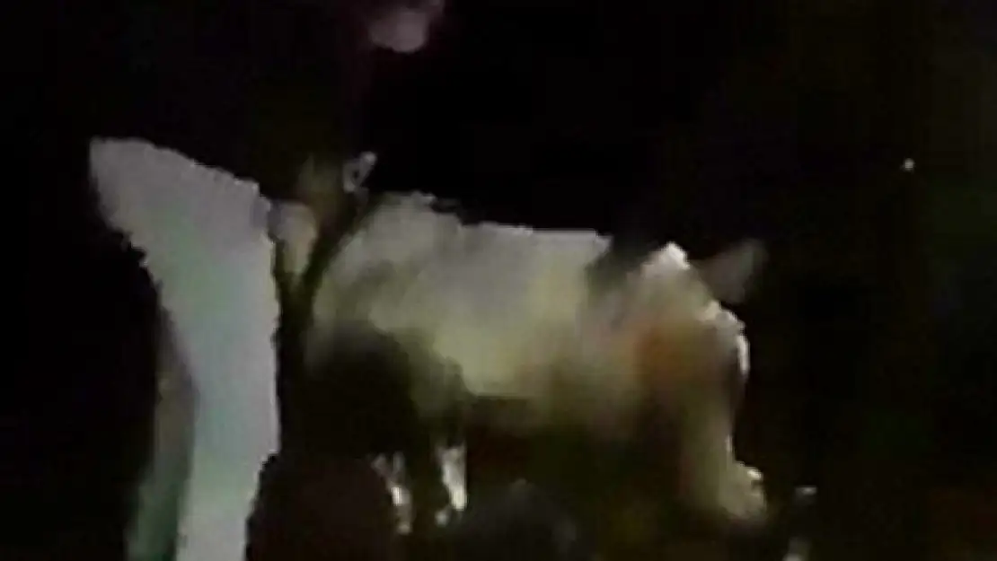 Tel örgülere takılan dağ keçisi