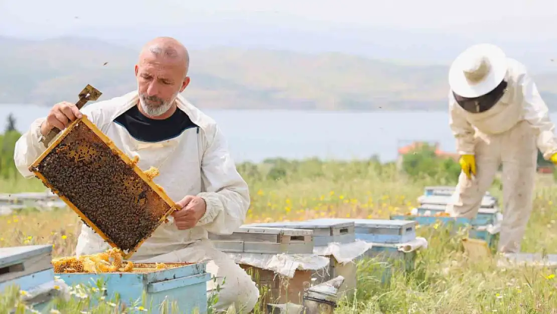 Toz taşınımı, arıları olumsuz etkiledi