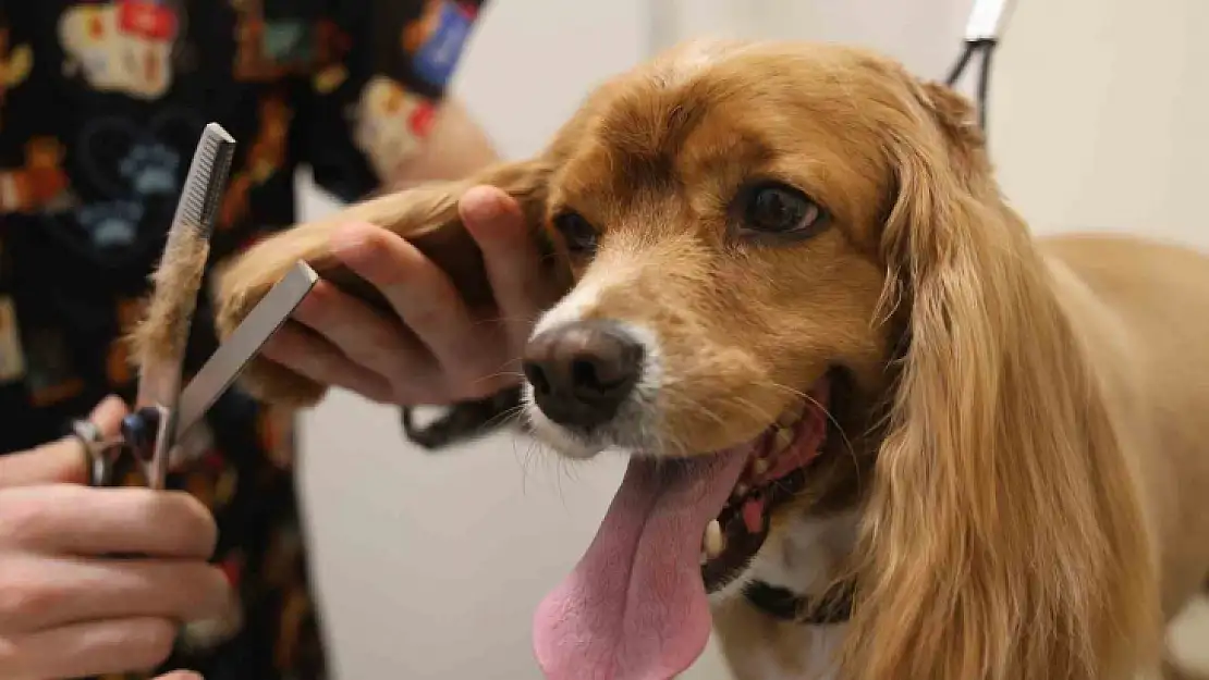 Tüy ve tırnak bakımında bölgenin en şirin merkezi: Bu kuaförde sadece köpekler tıraş oluyor