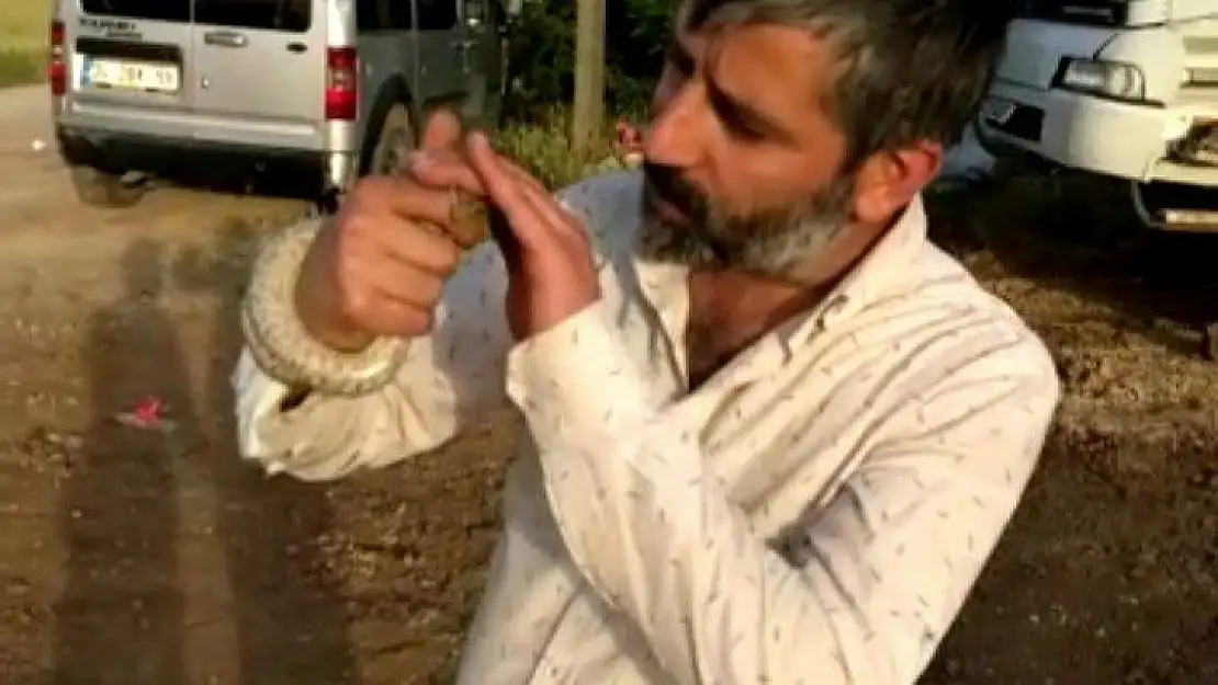 Yakaladığı yılanı böyle sevip öptü, o anlar kameraya yansıdı