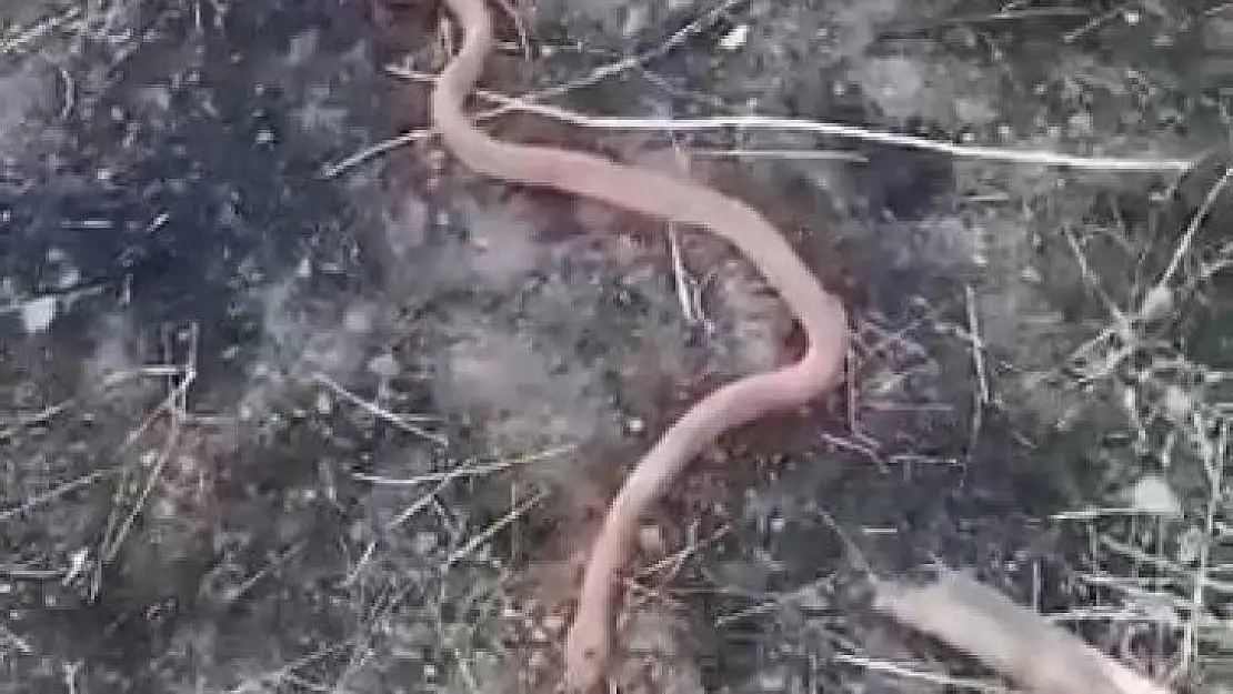 'Piton mu kobra mı' diyaloğu gülümsetti