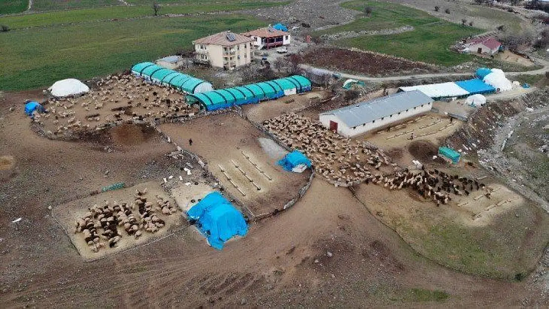 Yüzlerce kuzunun anneleriyle duygusal buluşması