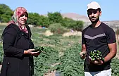 14 yıldır tarladan sofraya: Hal fiyatına organik salatalık