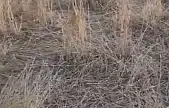 Elazığ'da araziler yaban domuzlarının istilasına uğradı