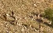 Elazığ'da dağ keçileri görüntülendi