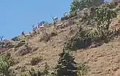 Elazığ'da dağ keçileri sürü halinde görüntülendi