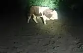 Elazığ'da kaçan boğayı belediye ekipleri yakaladı