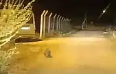 Elazığ'da kırmızı listede bulunan porsuk görüldü