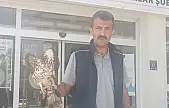 Elazığ'da yaralı şahin tedavi altına alındı
