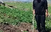 Elazığlı çiftçi, çilek bahçesini talan eden domuzlara sitem etti