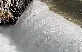 Siraz balıklarının akıntıya karşı göçü başladı