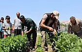 Vatandaş tarladan sofraya sebzeye doyacak