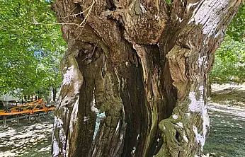 Elazığ'da dut ağaçları zamana direniyor