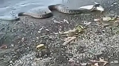 Elazığ'da yılanın balık avı kamerada