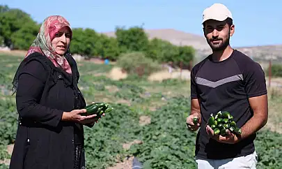14 yıldır tarladan sofraya: Hal fiyatına organik salatalık
